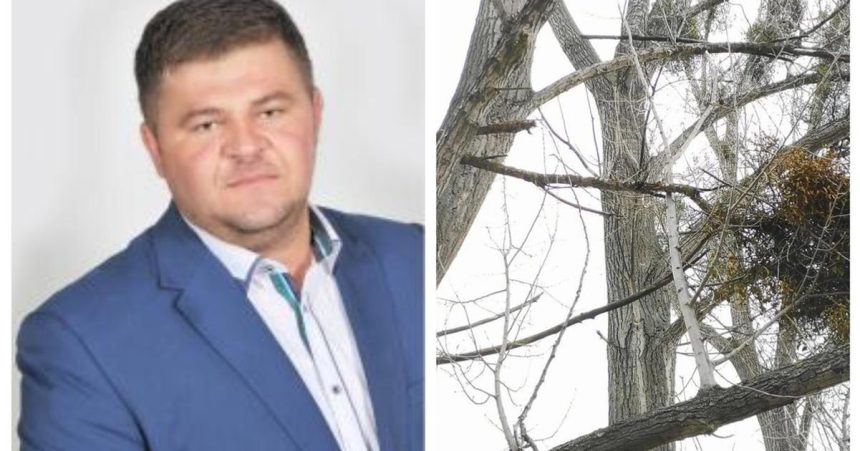 Jedenast topolov vyrubali aj ked na to nemali Starostu odsudili a prisiel o mandat