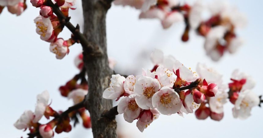 Marhula zacina v slovenskych klimatickych podmienkach kvitnut coraz skor