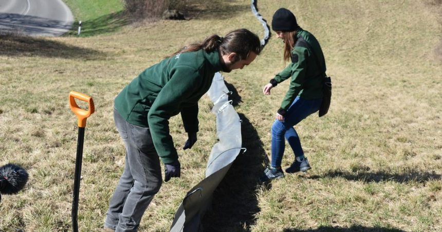 Migracne zabrany chrania zaby pred smrtou pod kolesami aut no ich populacia aj tak vyrazne klesa