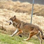 Na odpocivadle Sosna pri dialnici D1 zaznamenali vlka