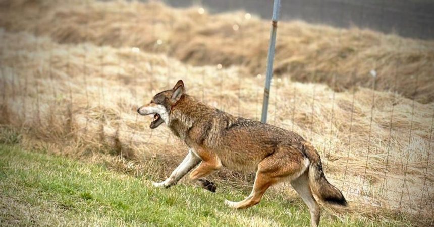 Na odpocivadle Sosna pri dialnici D1 zaznamenali vlka