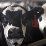 Rusko reorganizuje vyrobu veterinarnych vakcin ako reakciu na epidemiu pasteurelzy