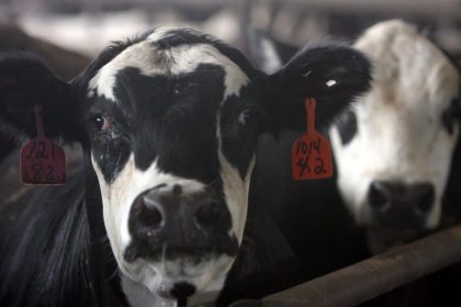 Rusko reorganizuje vyrobu veterinarnych vakcin ako reakciu na epidemiu pasteurelzy