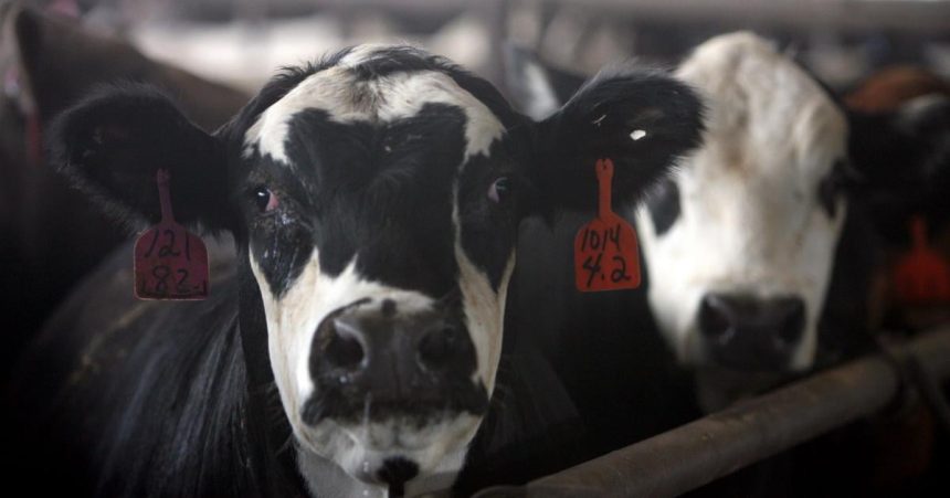 Rusko reorganizuje vyrobu veterinarnych vakcin ako reakciu na epidemiu pasteurelzy