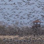 Vitanie zeriavov v Sennom sa bude konat pri prilezitosti storocnice organizovanej ochrany vtactva