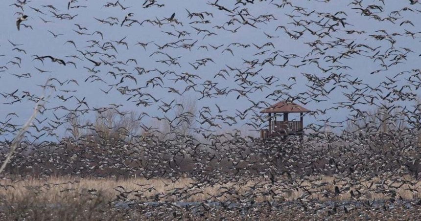 Vitanie zeriavov v Sennom sa bude konat pri prilezitosti storocnice organizovanej ochrany vtactva