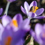 tohtorocny februar bol piatym najteplejsim februarom v historii merani uvedol copernicus