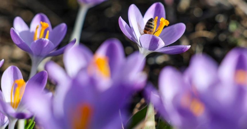 tohtorocny februar bol piatym najteplejsim februarom v historii merani uvedol copernicus