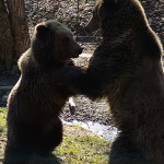 Kosicka zoo zacina jubilejnu sezonu pozyva na velkonocny program