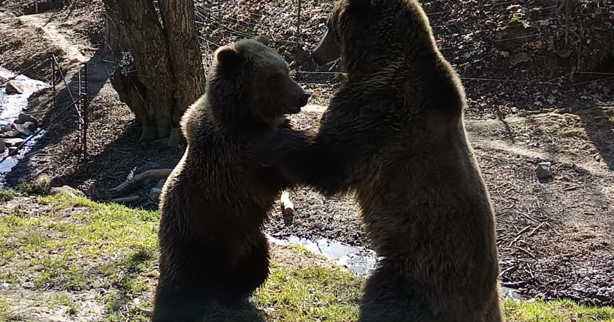 Kosicka zoo zacina jubilejnu sezonu pozyva na velkonocny program