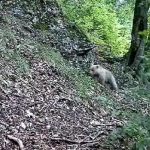 Ochrana ri zvysili hliadky v horach riziko stretu s medvedom narasta