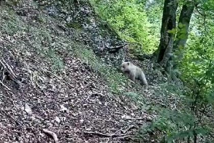 Ochrana ri zvysili hliadky v horach riziko stretu s medvedom narasta
