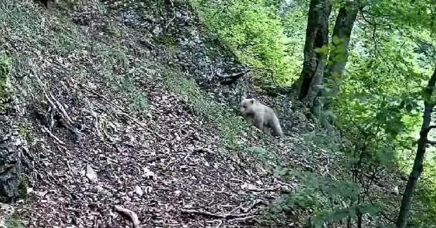 Ochrana ri zvysili hliadky v horach riziko stretu s medvedom narasta