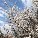 Velky piatok prinasa relativne prijemne jarne pocasie najchladnejsie je na Hornej Orave