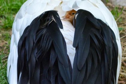 Bojnicka zoo ma novy prirastok rodicia si ho prisne strazia Expoziciu museli v minulosti uzavriet