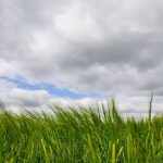 Koniec minuleho tyzdna priniesol zrazky ktore miestami zmakcili sucho