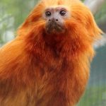 vzcna miniopica ktoru ukradli vo francuzskej zoo zila urcity cas v nitre nali ju u chovatea