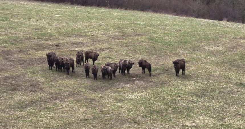 Kazdy samec ma svoj teritorium Zubry v Poloninach pocas horucav hladaju chlad a vyssie pozicie
