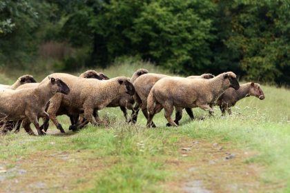 Ochranci a farmari vratili hospodarske zvierata na viac ako 115 lokalit
