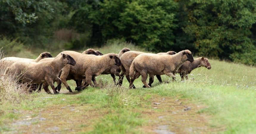 Ochranci a farmari vratili hospodarske zvierata na viac ako 115 lokalit