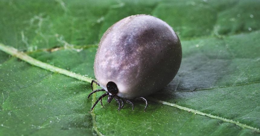 Kliestes stracaju naskok Europa moze ziskat revolucnu vakcinu proti borelioze