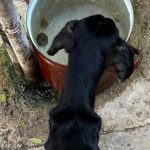 Nechal psa trpiet hladom sud ho poslal do vezenia zubozenes zviera zachranil majitel domu ktory si ho vsimol v okne