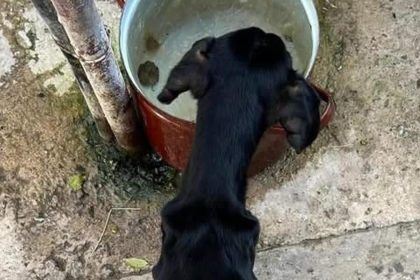 Nechal psa trpiet hladom sud ho poslal do vezenia zubozenes zviera zachranil majitel domu ktory si ho vsimol v okne