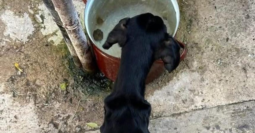 Nechal psa trpiet hladom sud ho poslal do vezenia zubozenes zviera zachranil majitel domu ktory si ho vsimol v okne